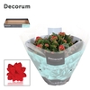 Kalanchoe Decorum - Red