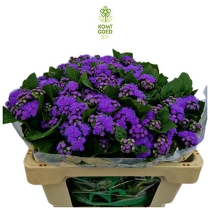AGER H BLUE HORIZON