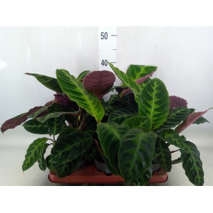 Calathea warscewiczii