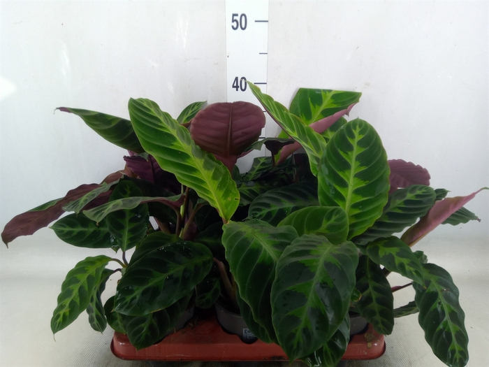 <h4>Calathea warscewiczii</h4>