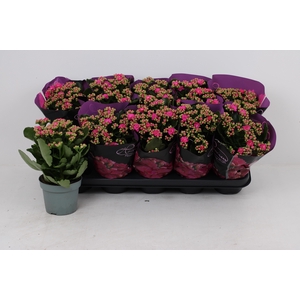 KAL GE PERFECTA PURP