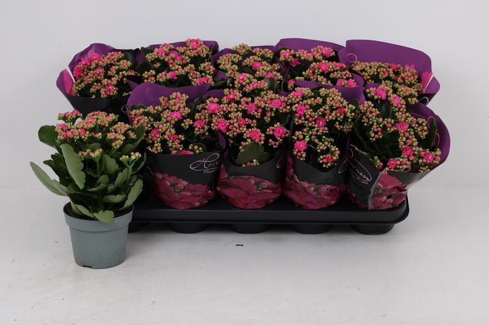 <h4>KAL GE PERFECTA PURP</h4>