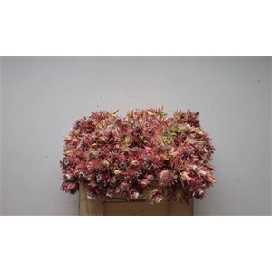 Blushing Bride Pink 6-10