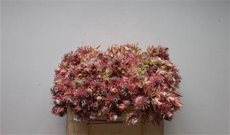 <h4>Blushing Bride Pink 6-10</h4>