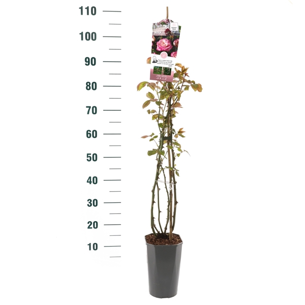 <h4>Rosa 'Händel' - Klim - C3rp - Basic Collection</h4>