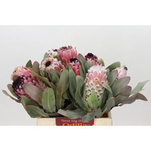 PROTEA MAGNIFICA