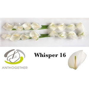 Anthurium andr. 'Whisper'