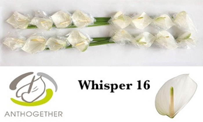 <h4>Anthurium andr. 'Whisper'</h4>