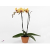 PHAL SOLID GOLD
