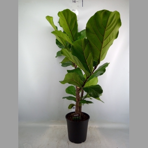 Ficus lyrata