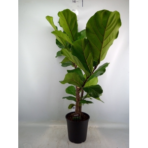 Ficus lyrata