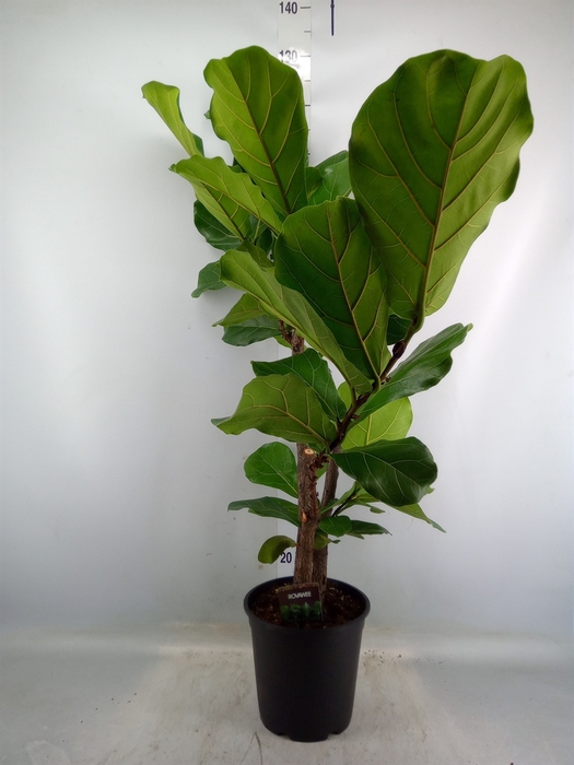 <h4>Ficus lyrata</h4>