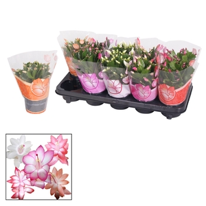 Schlumbergera gemengd 4 kleuren