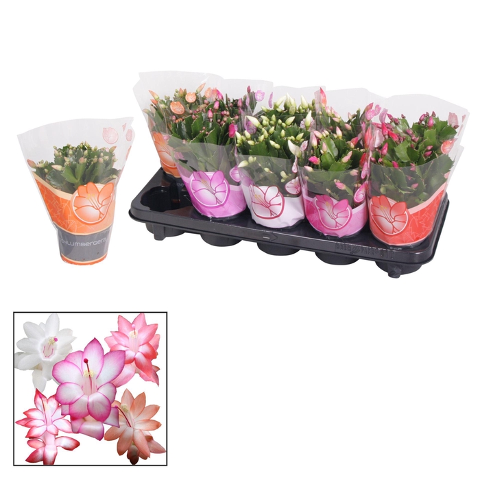 <h4>Schlumbergera gemengd 4 kleuren</h4>