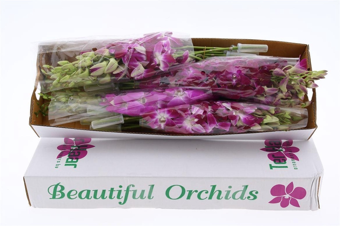 <h4>Dendro Dark Color Mix X40</h4>