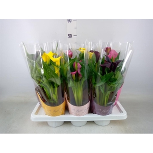 Zantedeschia   ...mix