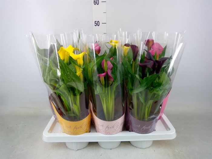 <h4>Zantedeschia   ...mix</h4>