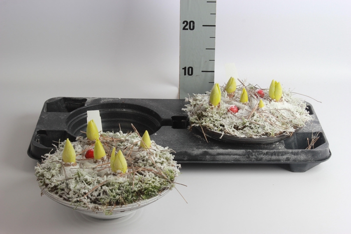 <h4>ARR HYACINTH</h4>