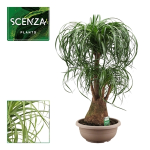 Beaucarnea vertakt 35 cm (Scenza)