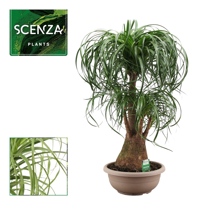 <h4>Beaucarnea vertakt 35 cm (Scenza)</h4>