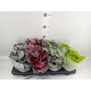 Begonia BD 'Beleaf'   ...mix