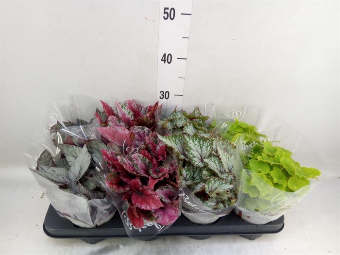 <h4>Begonia BD 'Beleaf'   ...mix</h4>