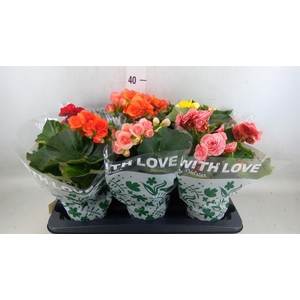 Begonia elat. DU   ...mix