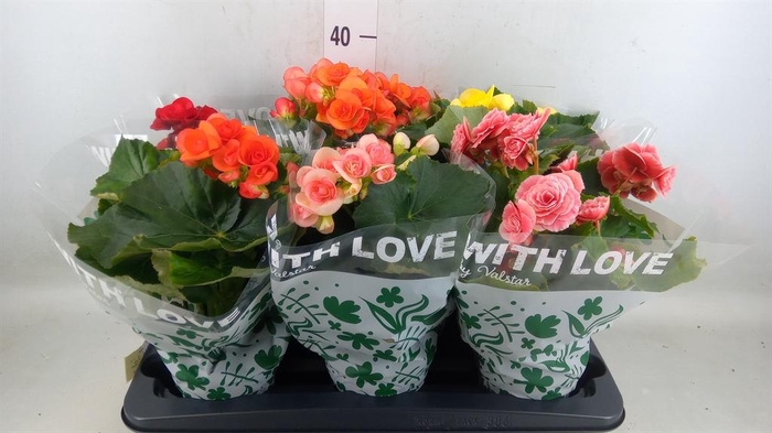<h4>Begonia elat. DU   ...mix</h4>
