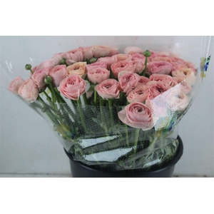 Ran Cloni Sup Venere