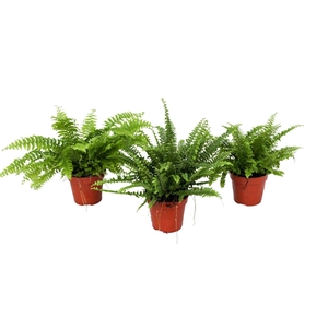 Nephrolepis Gemengd MET hoes