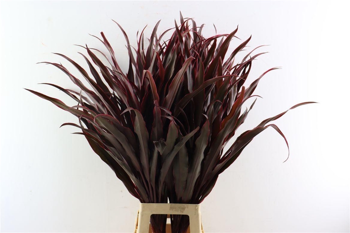 <h4>Cordyline Pluma De Indio</h4>