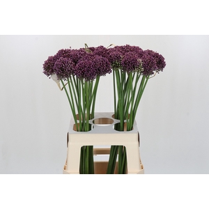 Allium Purple Mystery