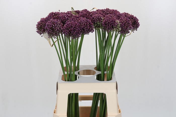 <h4>Allium Purple Mystery</h4>
