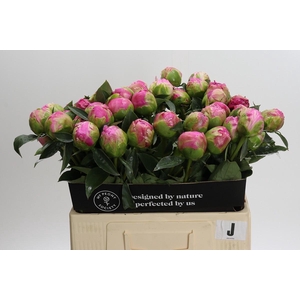 Paeonia Glory Hallelujah