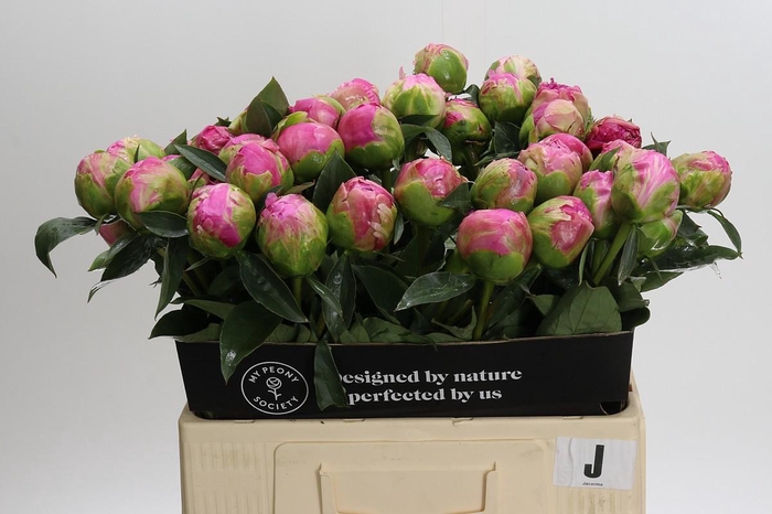 <h4>Paeonia Glory Hallelujah</h4>