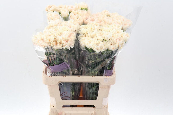 <h4>DI ST PEACH TEA EMF</h4>