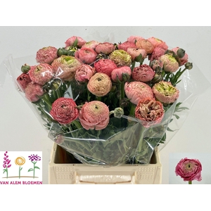 RAN AAZUR ANTIQ ROSE