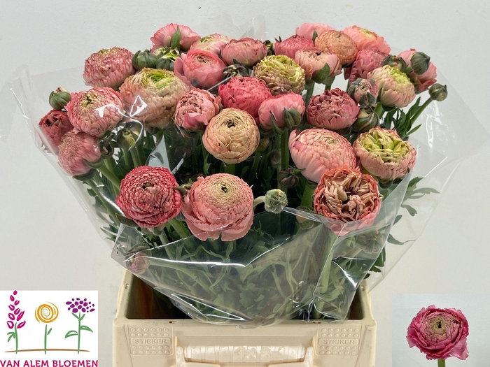 <h4>RAN AAZUR ANTIQ ROSE</h4>