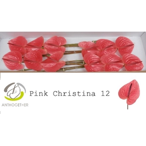 ANTH A PINK CHRISTINA 12