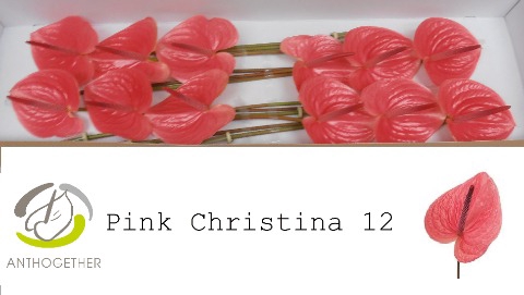 <h4>ANTH A PINK CHRISTINA 12</h4>