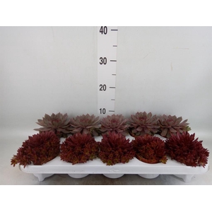 Sempervivum   ...