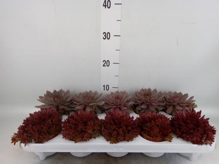<h4>Sempervivum   ...</h4>