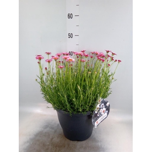 Rhodanthemum hosm. 'Zagora Pink'
