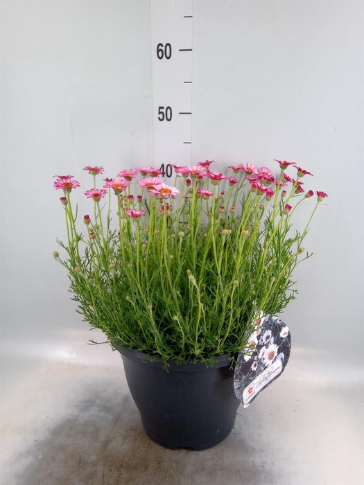 <h4>Rhodanthemum hosm. 'Zagora Pink'</h4>