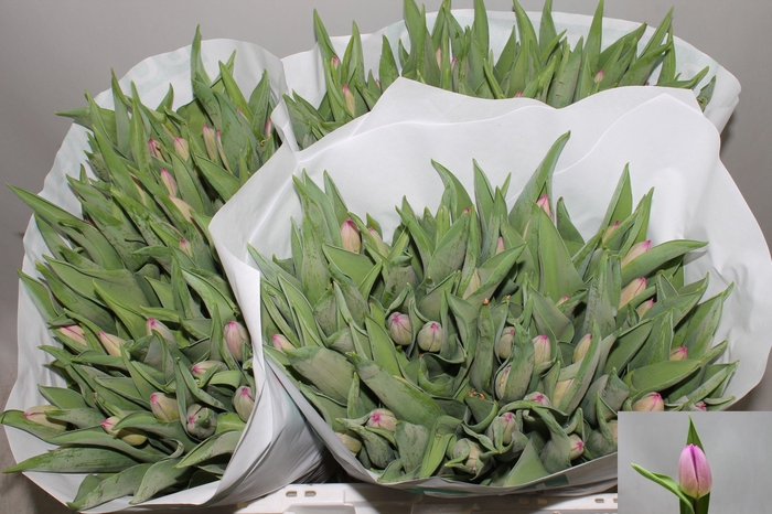 <h4>Tu En Sugar Prince</h4>