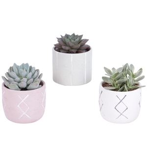 Succulenten mix 8,5 cm in tuvalu pot