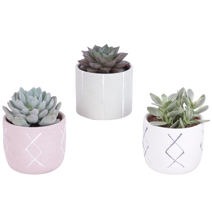 <h4>Succulenten mix 8,5 cm in tuvalu pot</h4>
