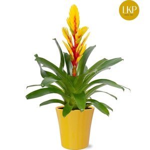 Vriesea Int yellow Geel Coco