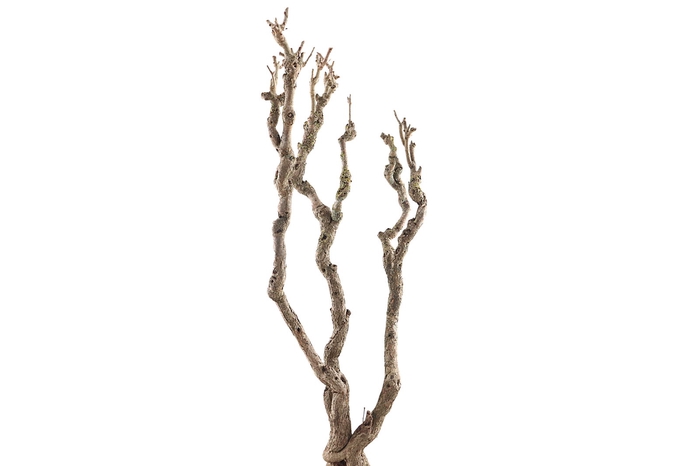 <h4>Syringa Branch Super Montsalvatge</h4>