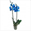 PHALAENOPSIS P12 TINGIDA AZUL 2 HT